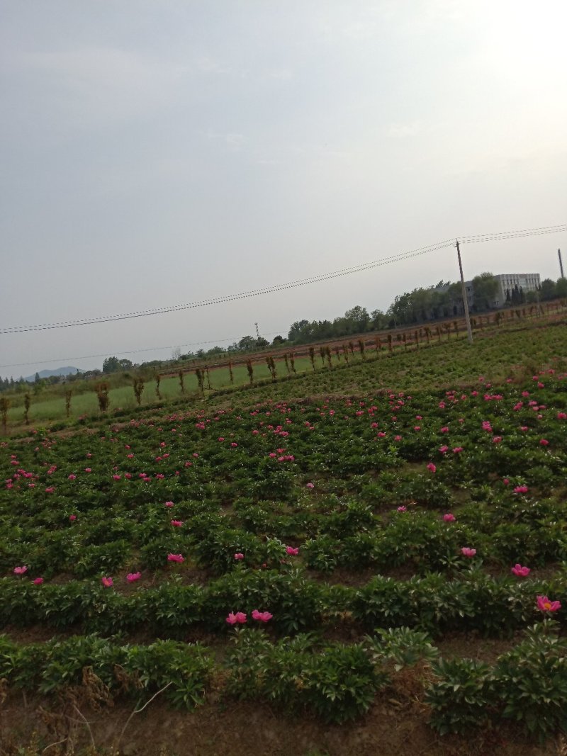 三年生芍药，现挖现卖