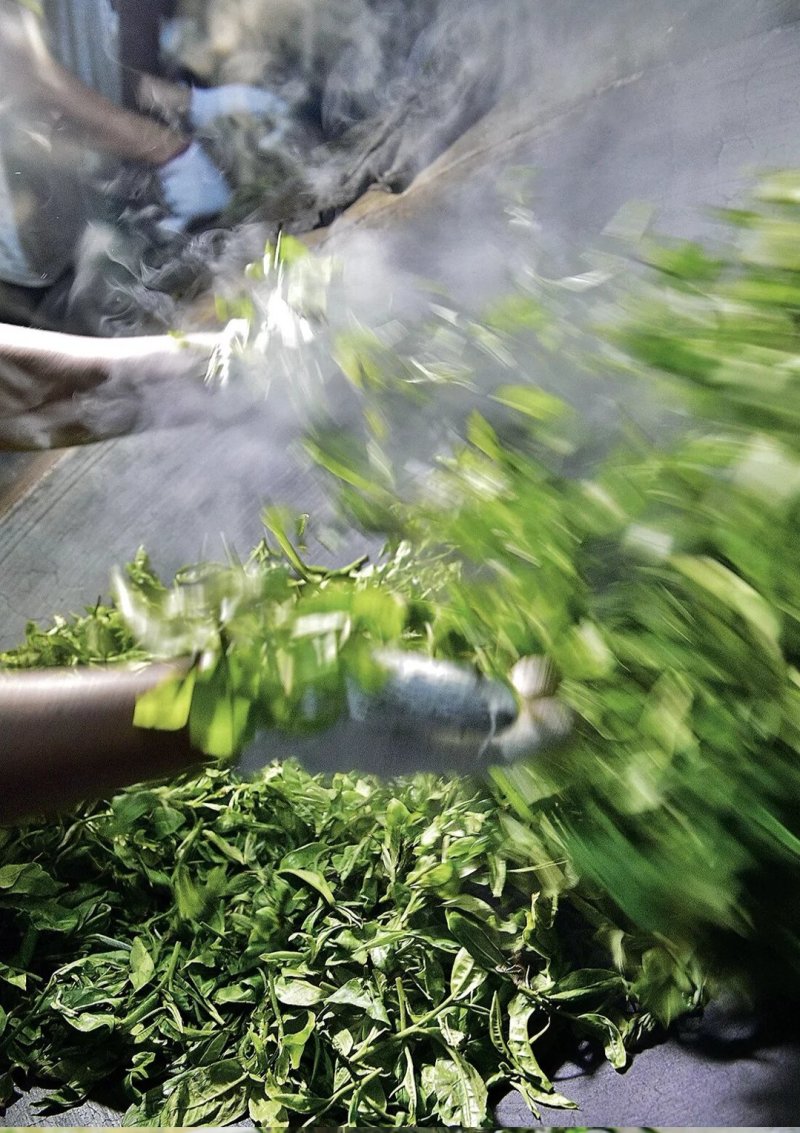 纯料普洱