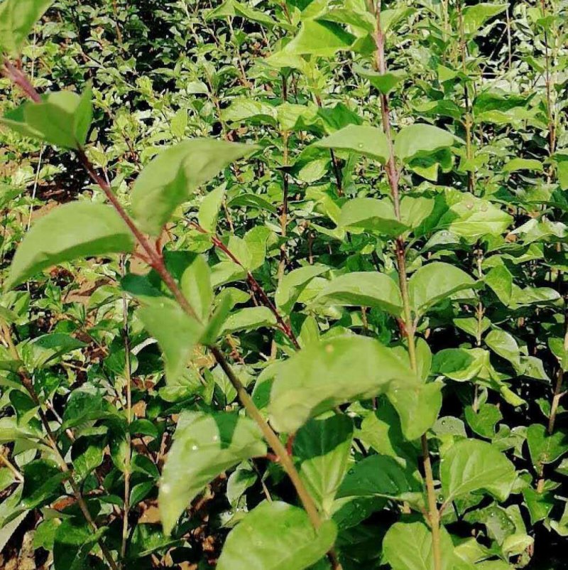 丁香花苗庭院植物丁香花树苗绿化苗紫丁香苗包成活