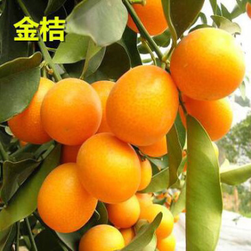 金桔苗（脆皮金桔苗）