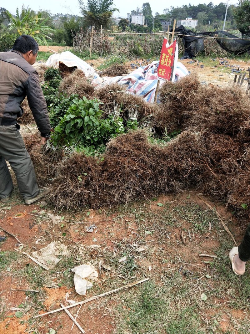 早熟青脆李子苗早上市李子苗早熟三华李