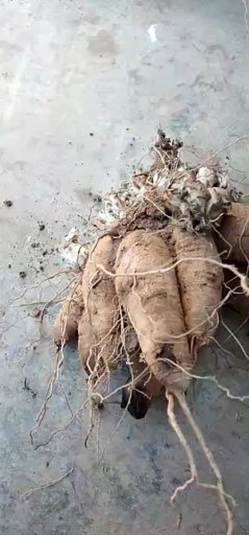 玄参种苗，每斤价格，玄参芽，免费技术指导