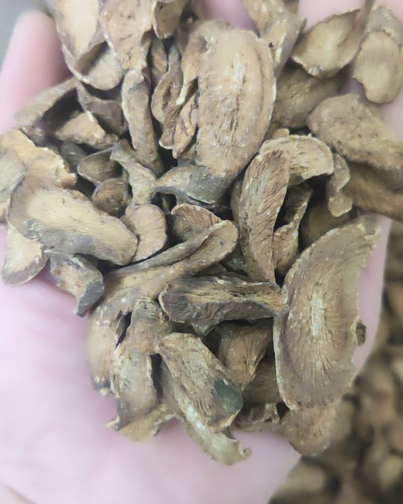 牛蒡茶2020年新货产地直发，精品牛蒡茶，正在大量走货中