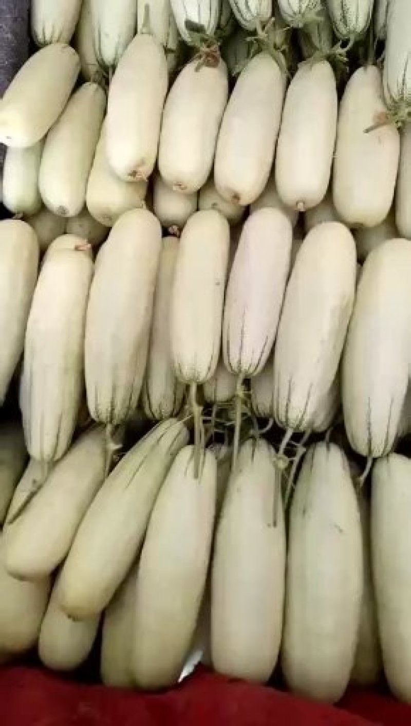 羊角蜜甜瓜羊角脆甜瓜产地直发新鲜采摘