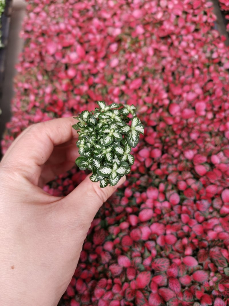 网纹草穴盘苗组培观叶搭配小盆栽植物耐阴植物