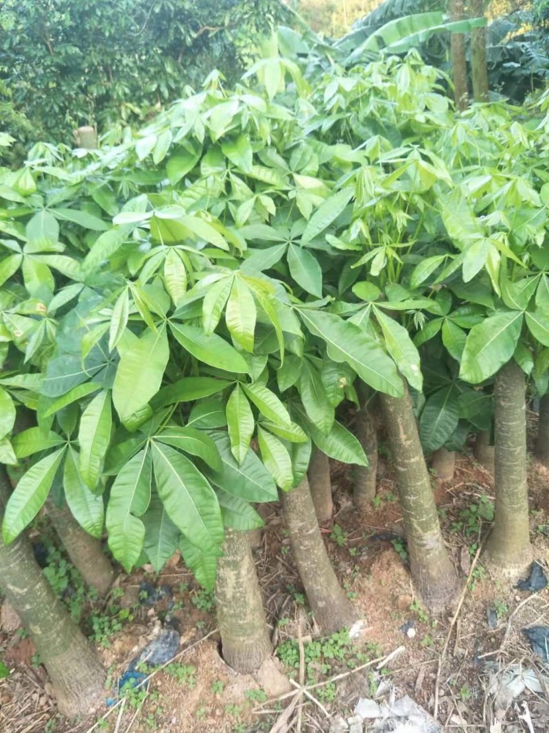 发财树8公分大根须发达现挖现买量大从优