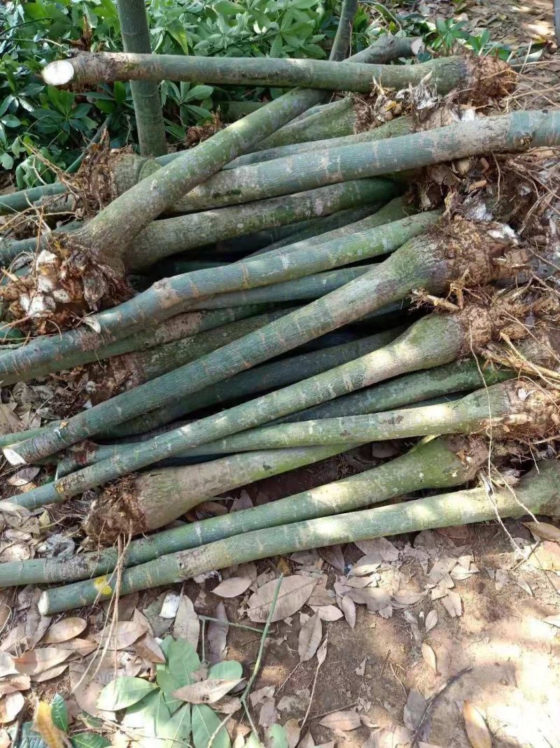发财树8公分大根须发达现挖现买量大从优