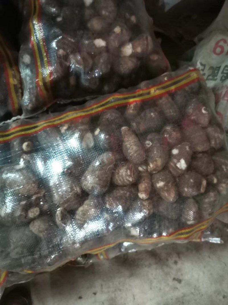 【荐】芋头种子8520豆包货源充足口感香糯全国发货