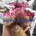 【荐】芋头种子8520豆包货源充足口感香糯全国发货