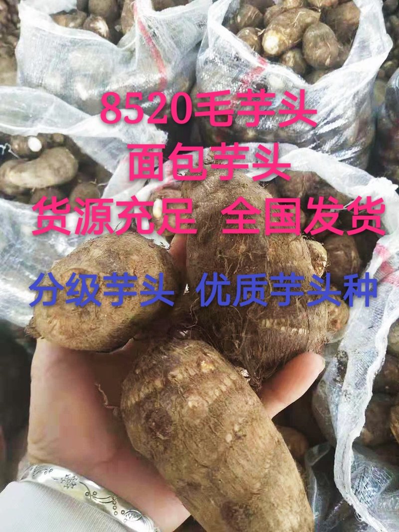 【荐】芋头种子8520豆包货源充足口感香糯全国发货