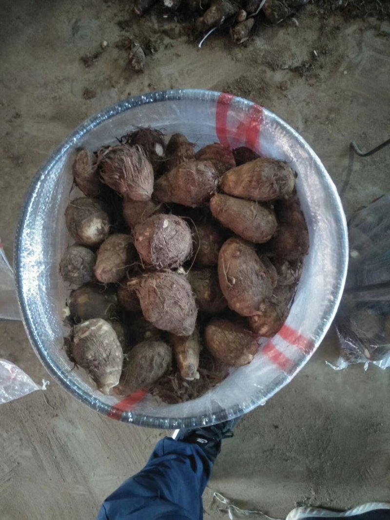 【荐】芋头种子8520豆包货源充足口感香糯全国发货