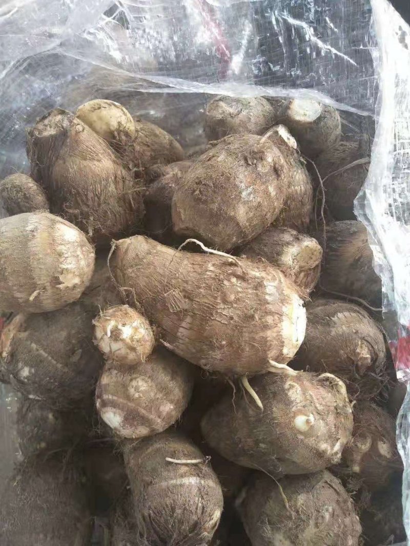 【荐】芋头种子8520豆包货源充足口感香糯全国发货