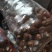 【荐】芋头种子8520豆包货源充足口感香糯全国发货