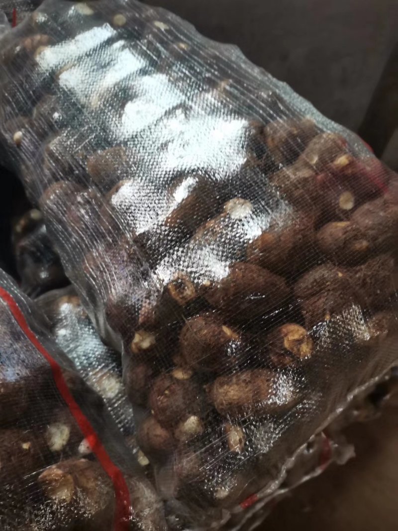 【荐】芋头种子8520豆包货源充足口感香糯全国发货