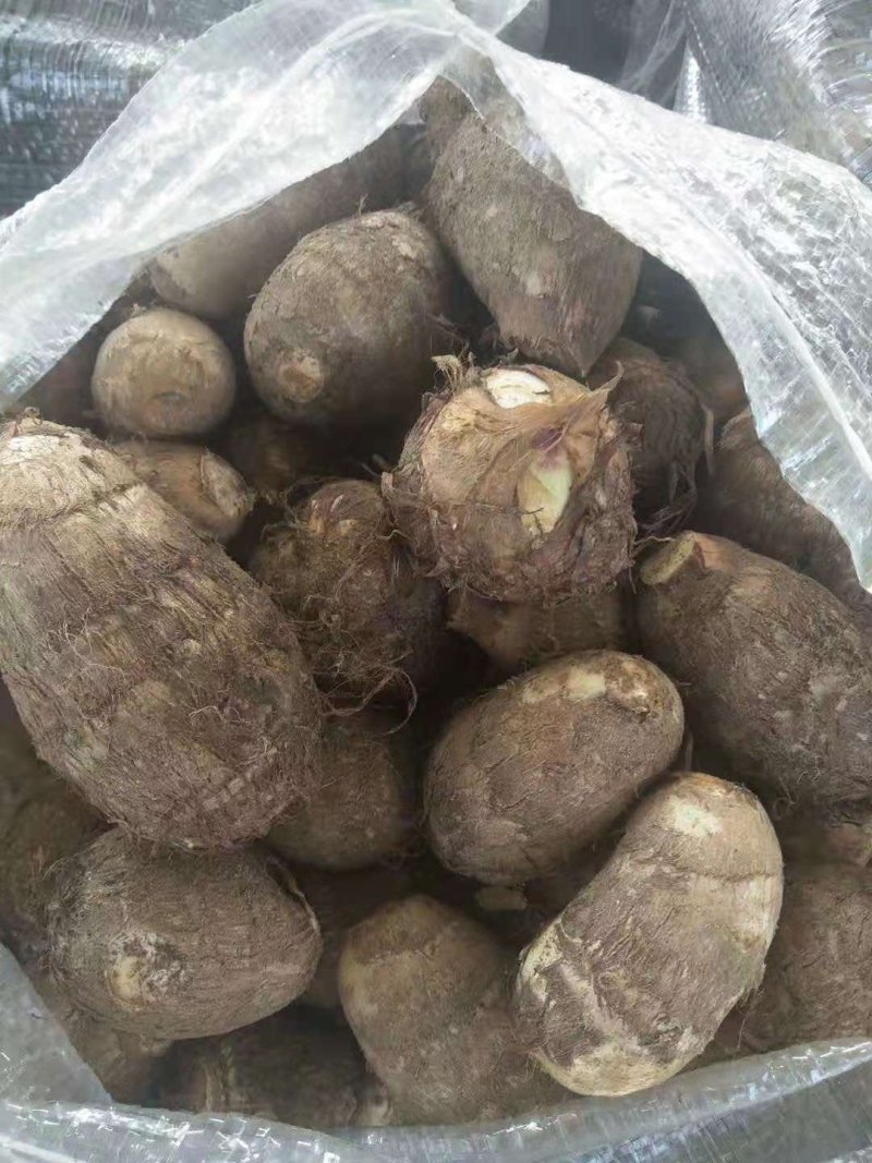【荐】芋头种子8520豆包货源充足口感香糯全国发货