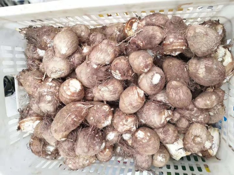 【荐】芋头种子8520豆包货源充足口感香糯全国发货