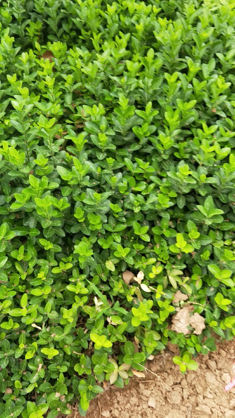 【牛商推荐】卫矛苗胶东卫矛速生卫矛爬墙卫矛卫矛球