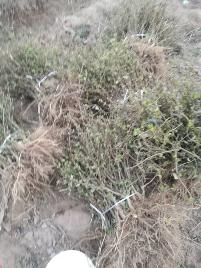 四季树形金银花苗正在种种植季节，可以实地考察，质量有保证