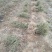 四季树形金银花苗正在种种植季节，可以实地考察，质量有保证