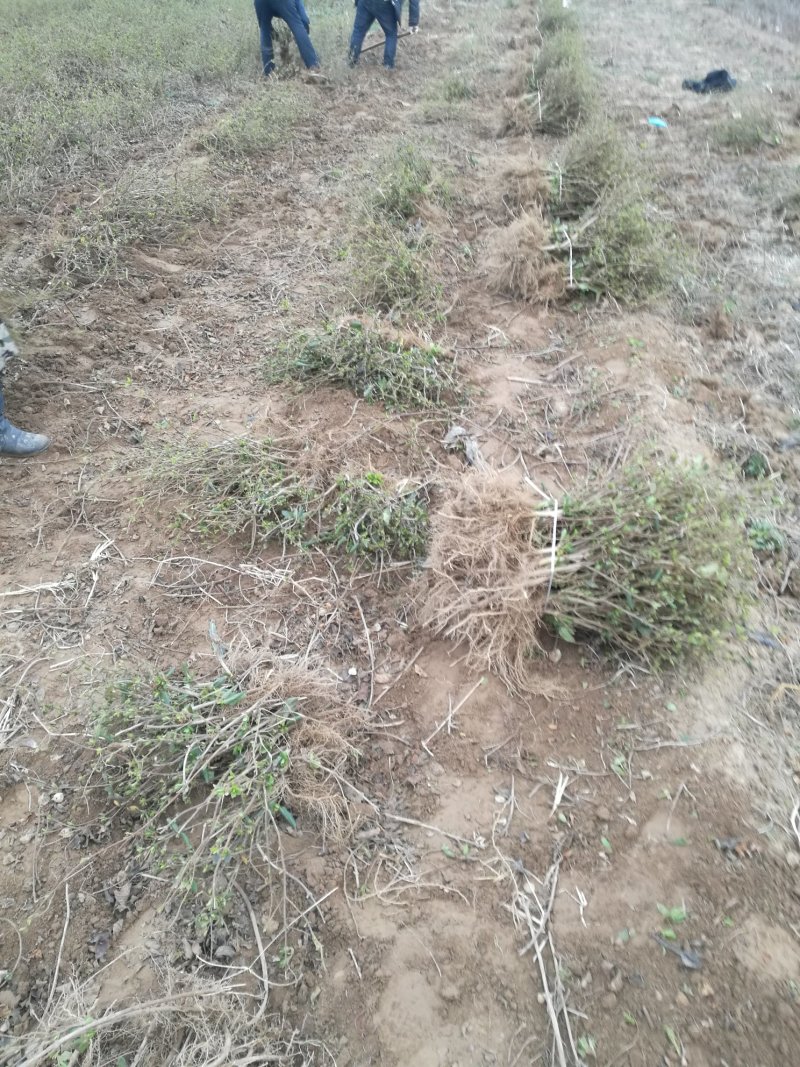 四季树形金银花苗正在种种植季节，可以实地考察，质量有保证