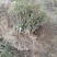 四季树形金银花苗正在种种植季节，可以实地考察，质量有保证