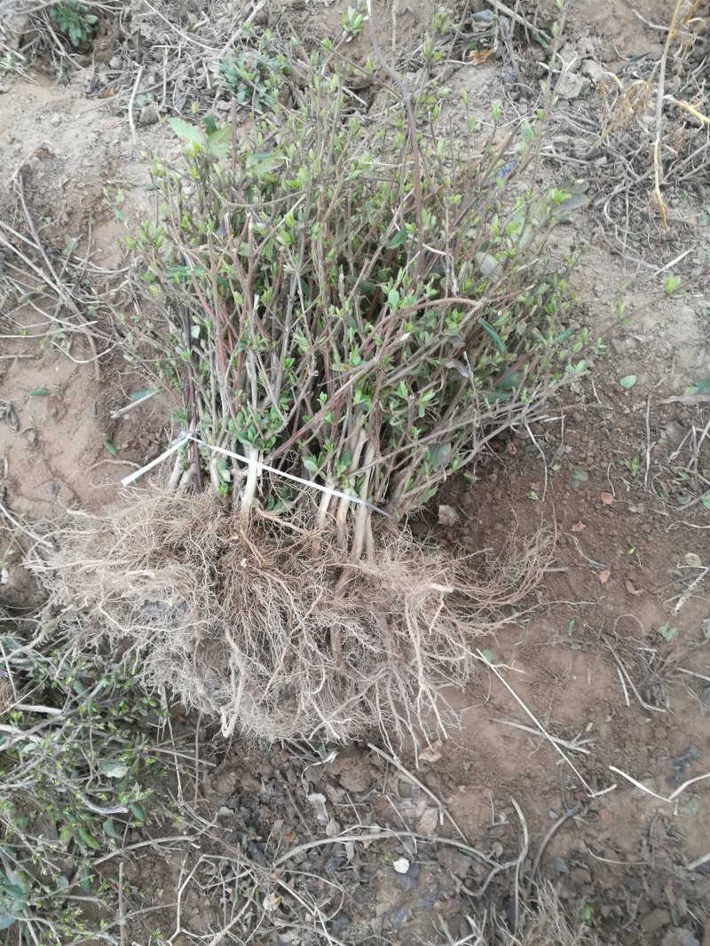 四季树形金银花苗正在种种植季节，可以实地考察，质量有保证