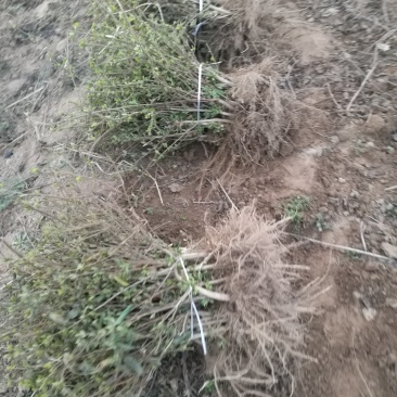 四季树形金银花苗正在种种植季节，可以实地考察，质量有保证