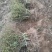 四季树形金银花苗正在种种植季节，可以实地考察，质量有保证