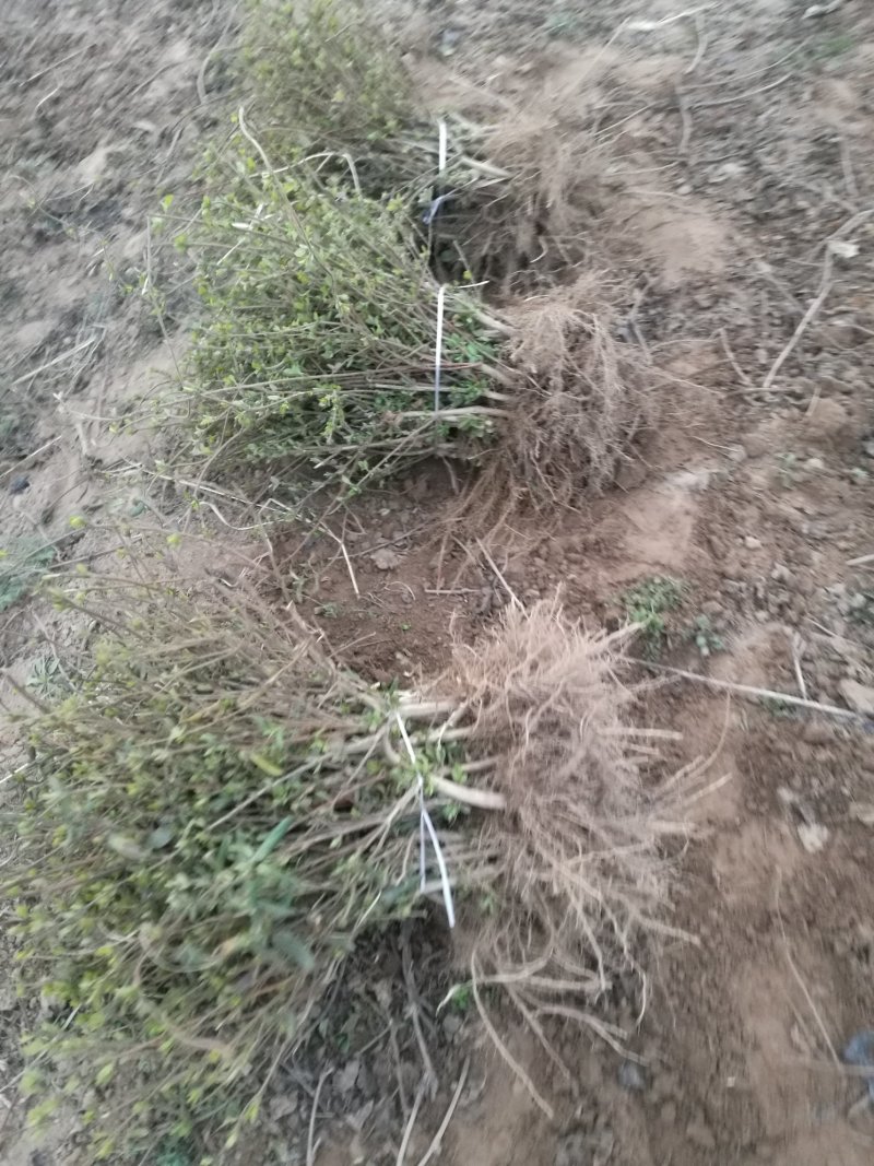 四季树形金银花苗正在种种植季节，可以实地考察，质量有保证