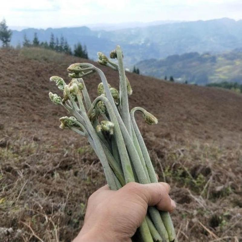 贵州野生蕨菜