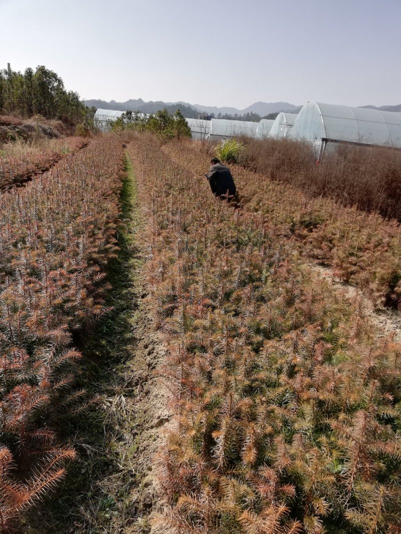 供应枫香苗、木荷苗、罗汉松苗、杉苗