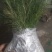 雪松树苗小苗庭院盆栽地栽绿化树苗南方北方种植黑松树苗四季