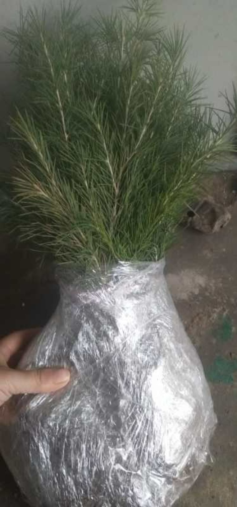 雪松树苗小苗庭院盆栽地栽绿化树苗南方北方种植黑松树苗四季