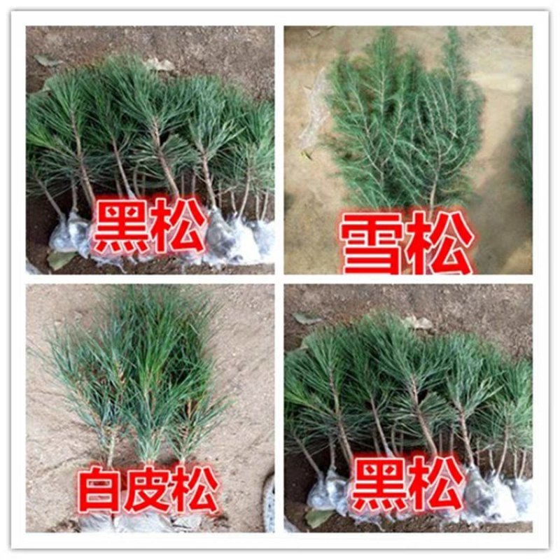 雪松树苗小苗庭院盆栽地栽绿化树苗南方北方种植黑松树苗四季