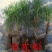 雪松树苗小苗庭院盆栽地栽绿化树苗南方北方种植黑松树苗四季