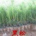 雪松树苗小苗庭院盆栽地栽绿化树苗南方北方种植黑松树苗四季