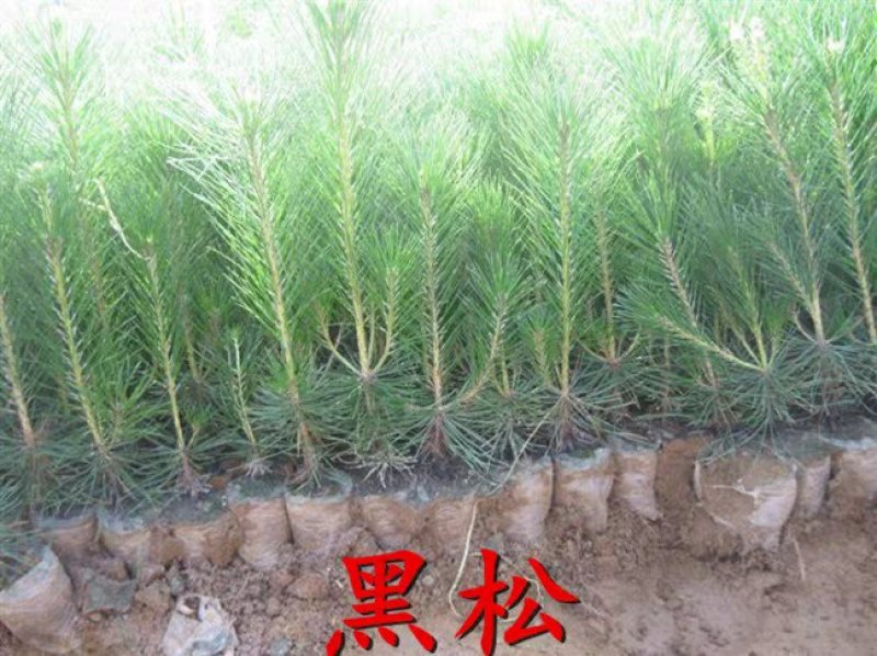 雪松树苗小苗庭院盆栽地栽绿化树苗南方北方种植黑松树苗四季