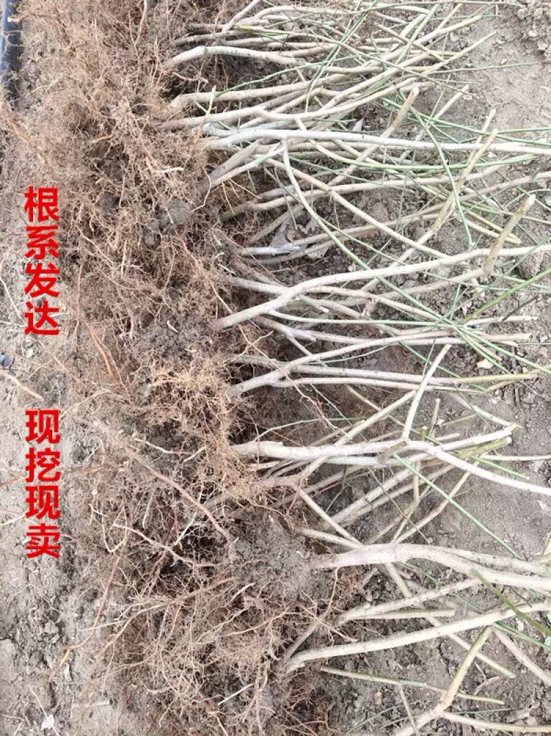 正宗红梅树苗免费包邮全部现挖现卖保湿发货提供发票