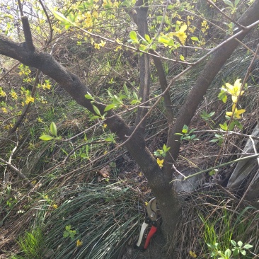 野生连翘树