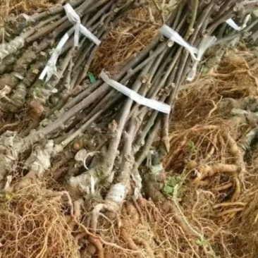 翠玉红心猕猴桃嫁接苗销售苗场自产自销欢迎来电选购