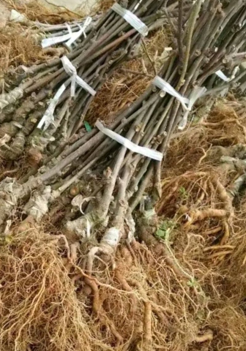 翠玉红心猕猴桃嫁接苗销售苗场自产自销欢迎来电选购