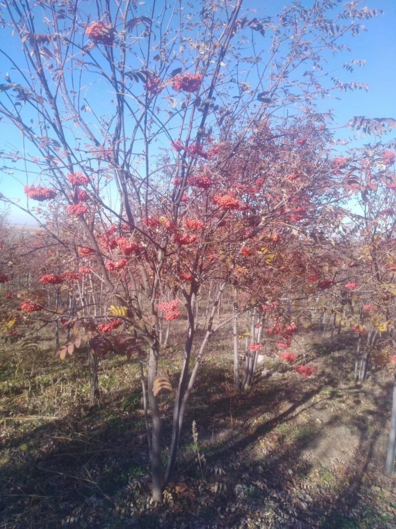 云杉北方常青树种规格全价格合理实地看苗订购