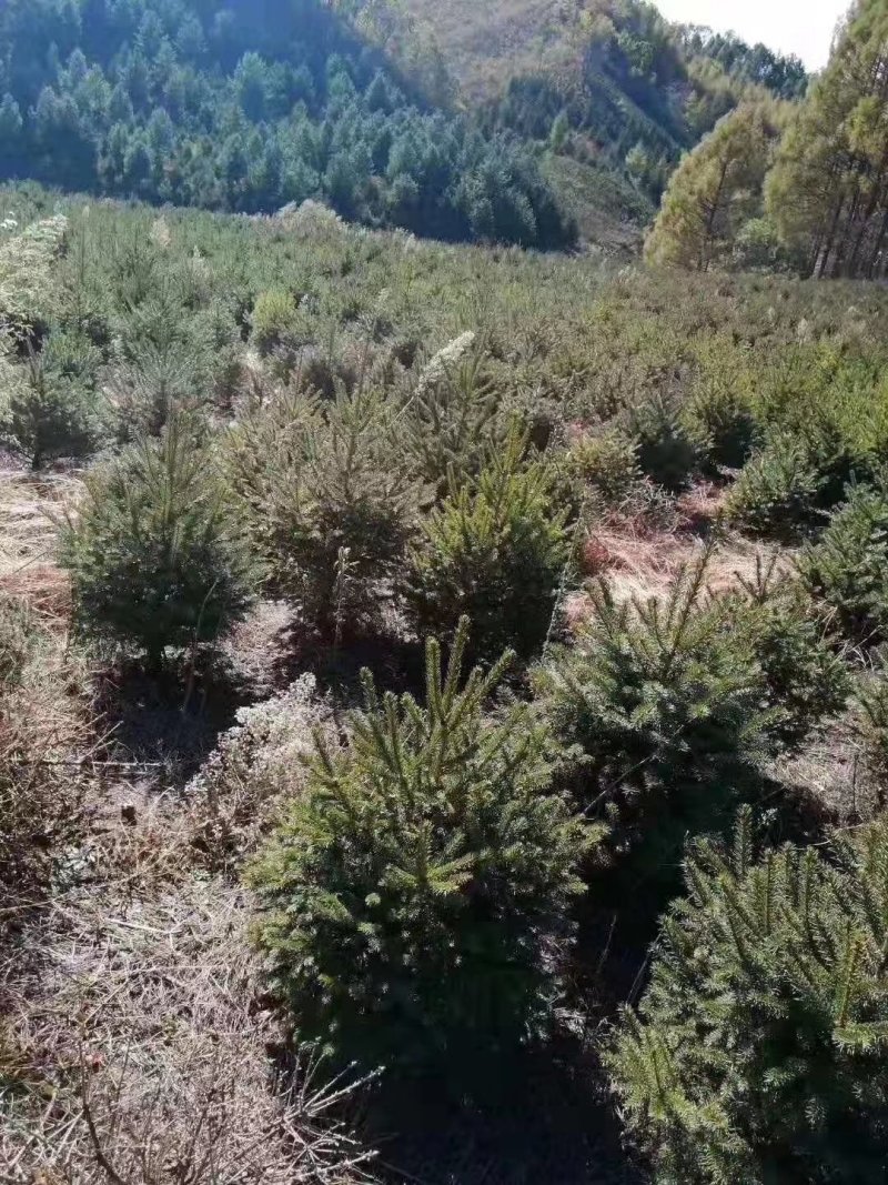 云杉北方常青树种规格全价格合理实地看苗订购