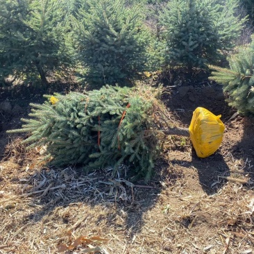 云杉北方常青树种规格全价格合理实地看苗订购
