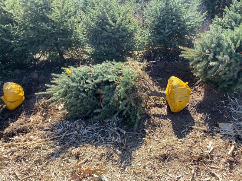 云杉北方常青树种规格全价格合理实地看苗订购