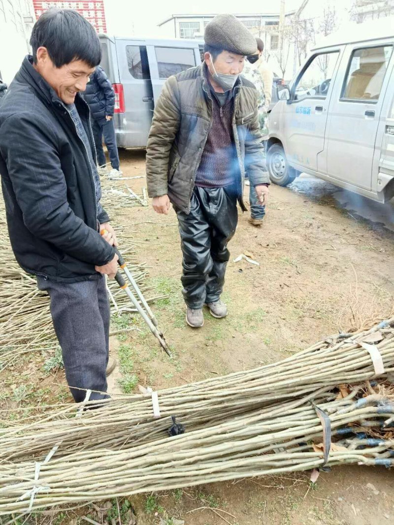 板栗苗，大红袍板栗苗