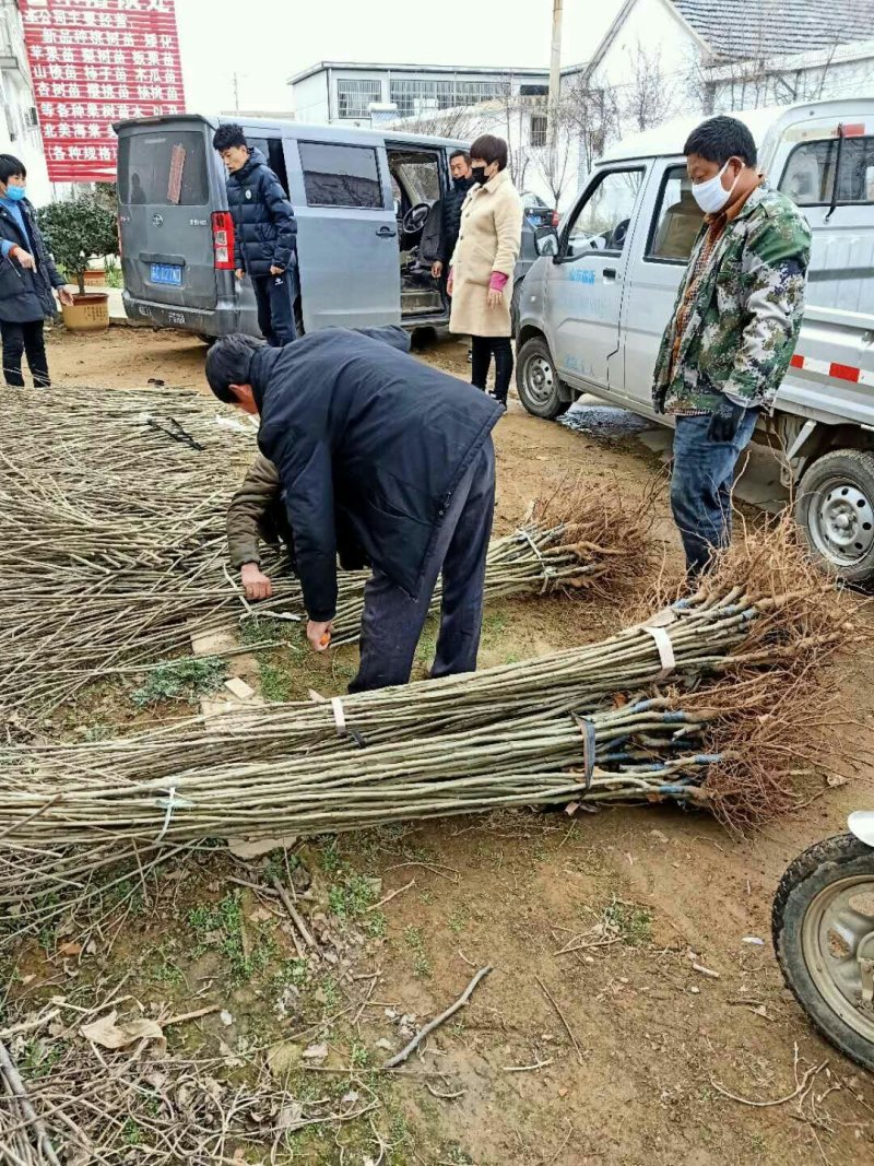 板栗苗，大红袍板栗苗