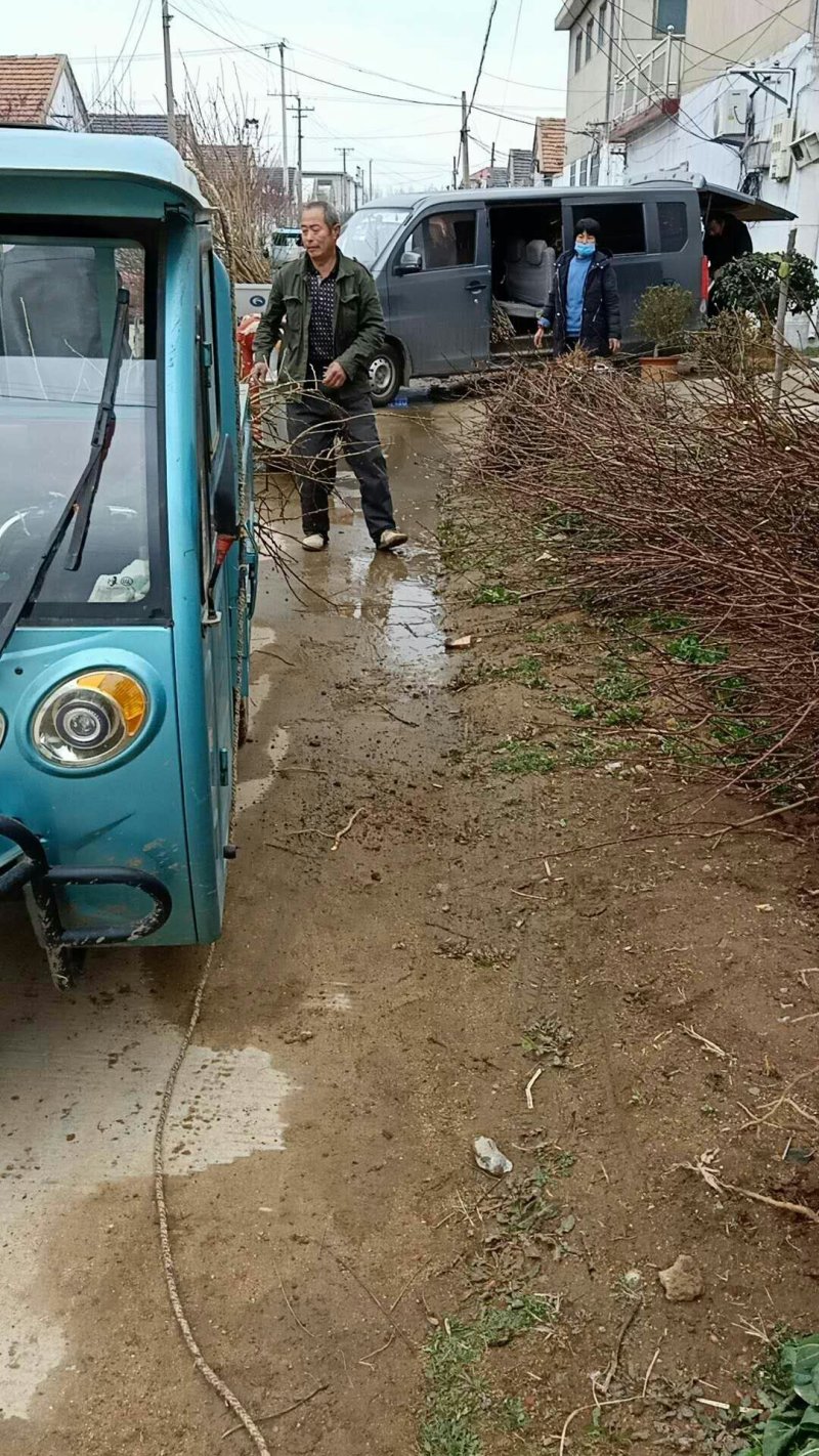 板栗苗，大红袍板栗苗