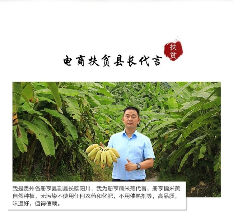 贵州糯米香蕉支持一件代发西贡蕉香蕉糯米蕉