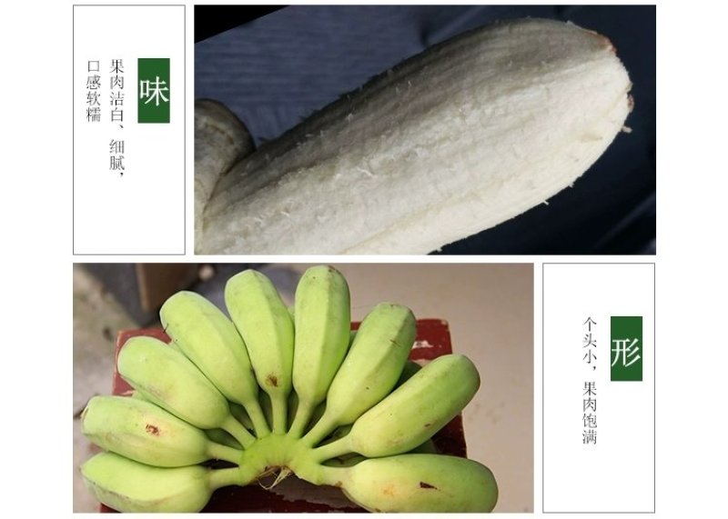 贵州糯米香蕉支持一件代发西贡蕉香蕉糯米蕉